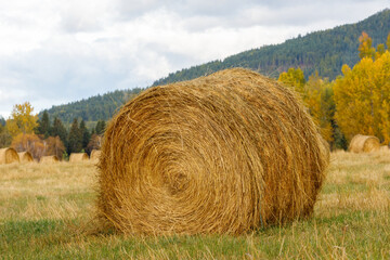 Large hay bale closeup in farmer's field in autumn, northwestern Montana
