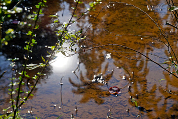 Landscape reflected in lake water, rio, Brazil