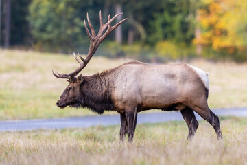 Naklejka na ściany i meble Large male Elk during the rut season in the pacific northwest