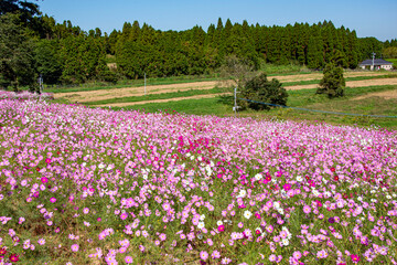 コスモス畑　鹿児島県　上場高原　