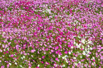 コスモス畑　鹿児島県　上場高原　