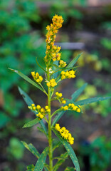 Goldenrods flowers (Solidago chilensis), medicinal plant, Rio, Brazil