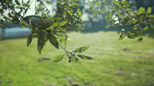 Laurus Nobilis Sweet bay leaves blowing in breeze on sunny day
