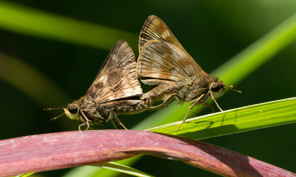 copular