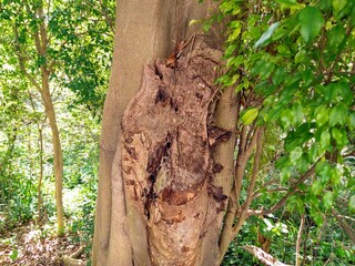 trunk of a tree