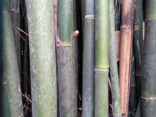 bamboo forest background