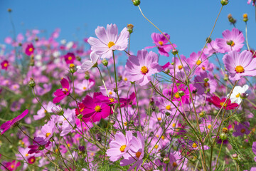コスモス畑　鹿児島県　上場高原　