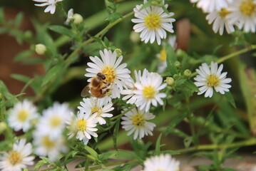 honeybee on a white flower