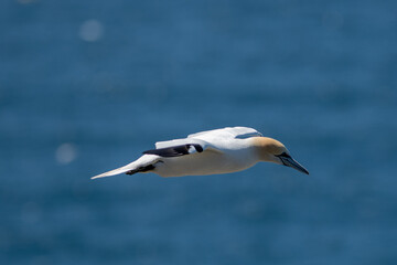 A single Northern Gannet soars through the blue sky. The view of the seabird is from below exposing the underbelly of the graceful animal. The gannet has yellow and white feathers with black wingtips