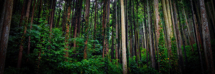 Odawara Forest (Banner)