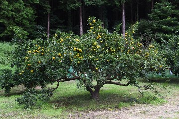 Mandarin orange (Satsuma orange) cultivation.
