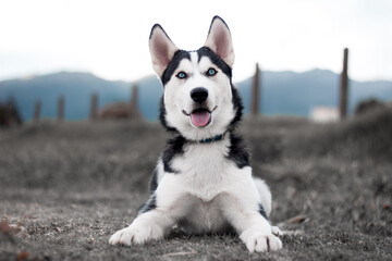 husky dog