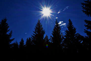 sunset in the forest