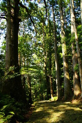 熊野古道・大門坂