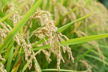 秋の稲穂がたわわに実る