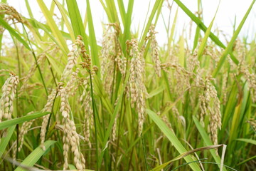 秋の稲穂がたわわに実る