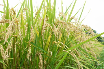 秋の稲穂がたわわに実る