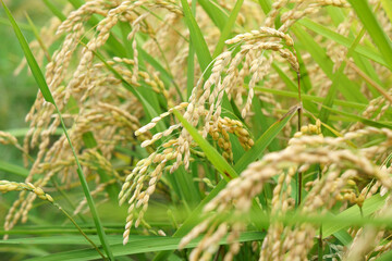 秋の稲穂がたわわに実る