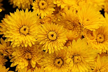 한국 인천시 부평구 부평문화의거리꽃축제에다녀왔습니다