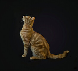 orange tabby cat profile