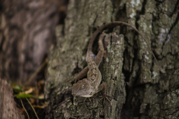 LAGARTO MARRON EN TRONCO DE ARBOL AL ACECHO CON TEXTURAS EN EL LOMO 