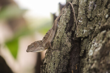 LAGARTO MARRON EN TRONCO DE ARBOL AL ACECHO CON TEXTURAS EN EL LOMO 