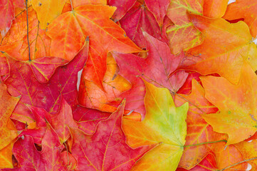 Naklejka na ściany i meble Full filled autumn leaf background