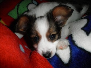 chihuahua puppy with christmas decorations