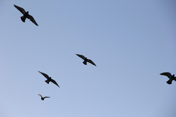 雲一つない青空を飛ぶ５羽の鳩