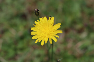 Flor Diente de León