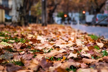 Hojas de otoño sobre el césped