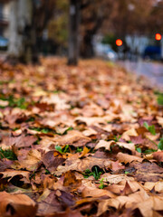 Hojas de oto&ntilde;o sobre el c&eacute;sped