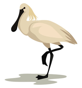 recommend clip art: White spoonbill, illustration, vector on white background.