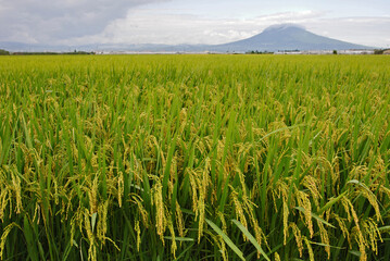 平川散歩・稲穂と岩木山