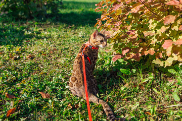 Obraz premium Cute little bengal kitty cat walking outdoors close to the maple tree