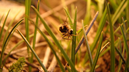 Ant.
closeup shot of Subterranean ants on Leaf in Springtime
New queen ant ( Honey Ant)
Flying ants on the grass in nature
Winged ant
insects, insect, bugs, bug, animals, animal, wild nature, wildlife