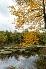 Bright yellow and orange colors stand as foliage in southern New Hamsphire begind to peak