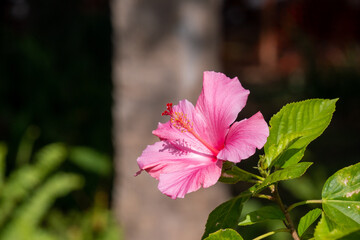 Obraz premium pink hibiscus flower
