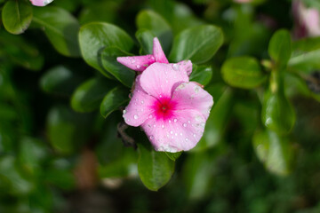 close up of pink flowers