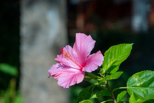 pink flower