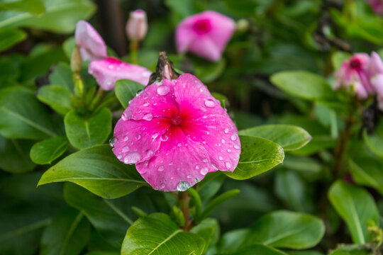 pink flowers after the rain