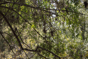 woods2.