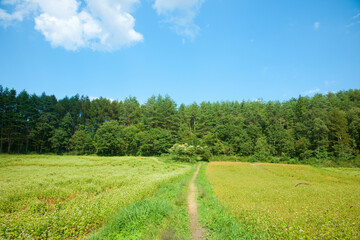ソバ畑と道