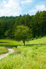 ソバ畑と一本の木