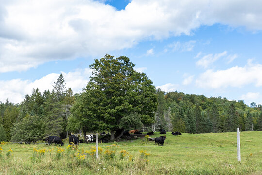 Cattle Gather Around A Tree On A Vermont Farm