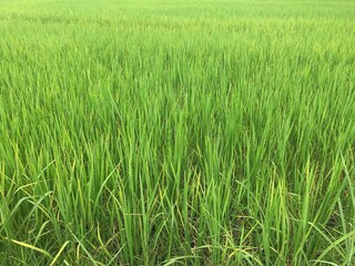 Photos of green paddy fields 