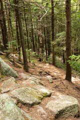 Sunlight shines through a New England forest canopy crating patterns along a hiking trail