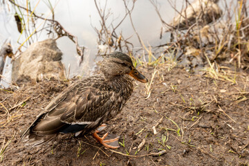 A Mallard Duck walks the shore of Lonesome Lake in search of food