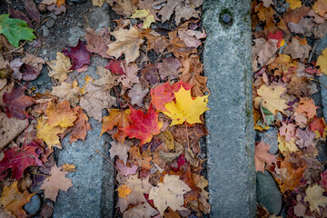 leaves on cement steps