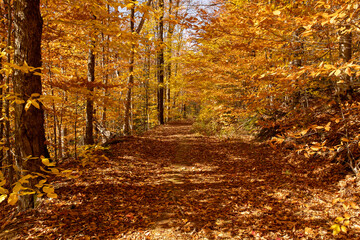 Birch and Oak trees line a New England trail, having already covered the path with their leaves